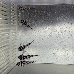 インペリアルゼブラプレコ　熱帯魚の画像