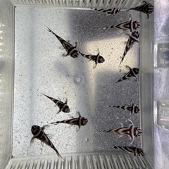 インペリアルゼブラプレコ　熱帯魚の画像