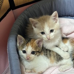 🌸💫かわいい3兄妹🌸💫