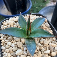 アガベ　ホリダ2の画像