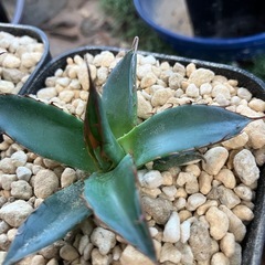 アガベ　ホリダ2の画像