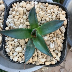 アガベ　ホリダ2の画像