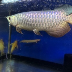 熱帯魚の画像