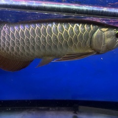 熱帯魚の画像