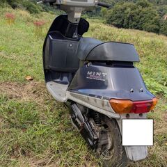 【配達無料】ミントの画像