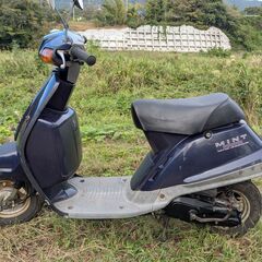 【配達無料】ミントの画像