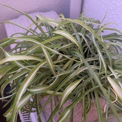 観葉植物　オリヅルランの画像