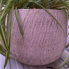 観葉植物　オリヅルランの画像