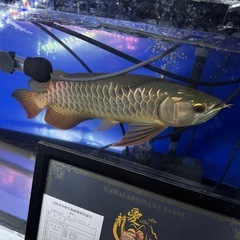 熱帯魚の画像