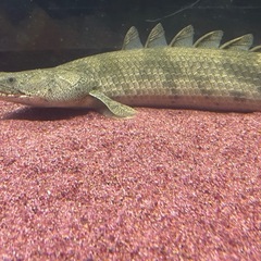 エンドリケリー40cm 2匹の画像