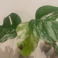 取引中です　
モンステラ　ホワイトタイガー　斑入りの画像
