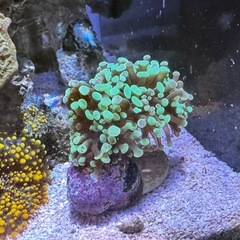ナガレハナサンゴ　海水　　の画像