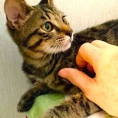 ツンデレの女の子レモンちゃん！