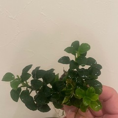 アヌビアス　ナナプチ
の画像