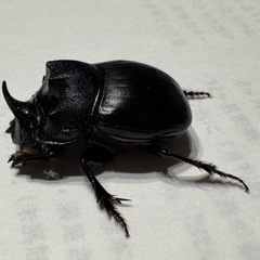 ダイコクコガネの画像