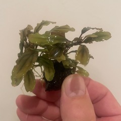 ブセファランドラ　西カリマンタンの画像