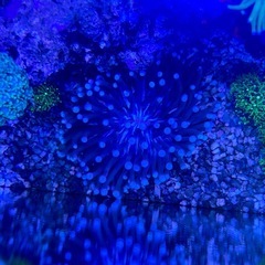 サンゴ　海水魚の画像