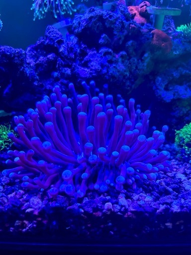 サンゴ　海水魚