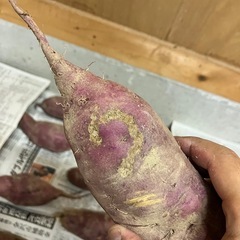 サツマイモ(べにはるか)※虫喰われの画像
