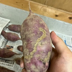 サツマイモ(べにはるか)※虫喰われの画像