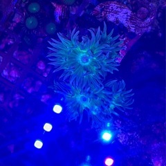 サンゴ　海水魚の画像