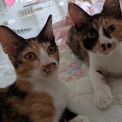 💖ゴロスリ姉妹💖ベニ&トキ個人面会大歓迎☺️