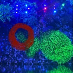 サンゴ　海水魚の画像
