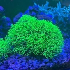 サンゴ　海水魚の画像
