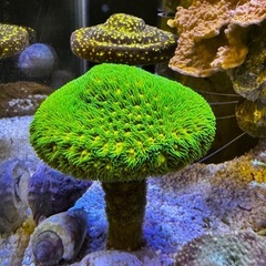 トゲルリサンゴ　サンゴの画像