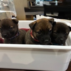 9/10産まれ　可愛い6匹の仔犬ちゃん　　10/11〆切！