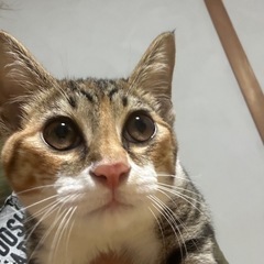 スリゴロが止まりません！キジ三毛ちゃん