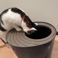 猫トイレ
の画像