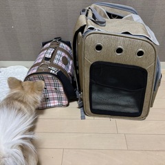 ペットキャリー　セットの画像