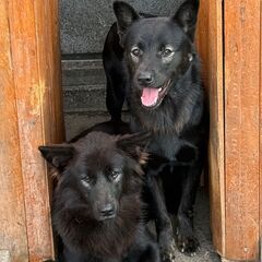 【里親募集】1歳半の成犬（オスとメス）です