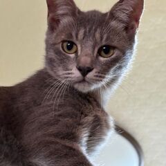 美人　グレちゃん　里親募集