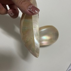 貝殻のお皿の画像