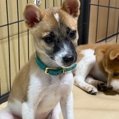 おでこにハートマークがチャームポイント