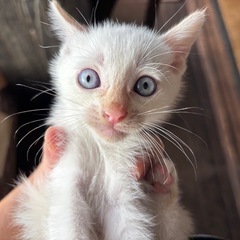 8月下旬産まれ　子猫