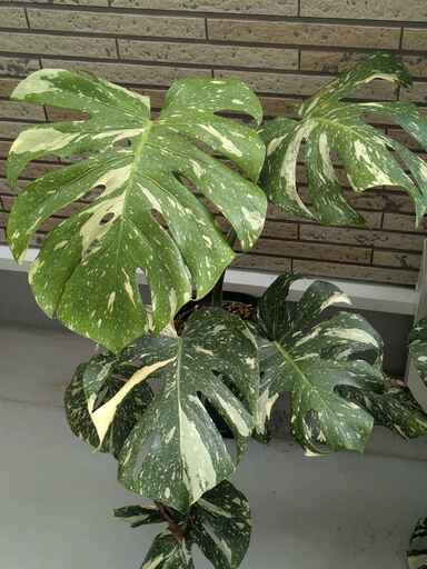 O8モンステラ デリシオーサ タイコンステレーション 厳選斑入り 2寸