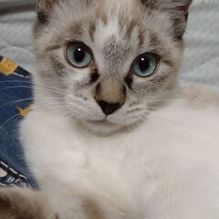 里親募集 子猫 生後4か月くらい 性別不明