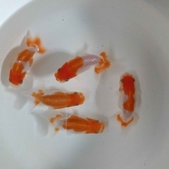 当歳　らんちゅう　10匹　更紗　金魚の画像