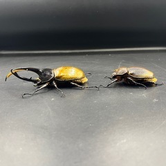 【新成虫ペア】DHリッキー ♂128.1mm♀65mm ※送料事前連絡にて変更可 ※直接受け渡しに変更可の画像