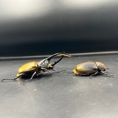 【新成虫ペア】DHリッキー ♂128.1mm♀65mm ※送料事前連絡にて変更可 ※直接受け渡しに変更可の画像