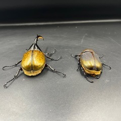 【新成虫ペア】DHリッキー ♂128.1mm♀65mm ※送料事前連絡にて変更可 ※直接受け渡しに変更可の画像