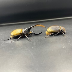 【新成虫ペア】DHリッキー ♂130.4mm♀65mm※送料事前連絡にて変更可 ※直接受け渡しに変更可の画像