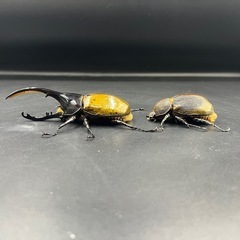 【新成虫ペア】DHリッキー ♂130.4mm♀65mm※送料事前連絡にて変更可 ※直接受け渡しに変更可の画像