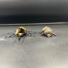 【新成虫ペア】DHリッキー ♂130.4mm♀65mm※送料事前連絡にて変更可 ※直接受け渡しに変更可の画像