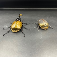 【新成虫ペア】DHリッキー ♂130.4mm♀65mm※送料事前連絡にて変更可 ※直接受け渡しに変更可の画像