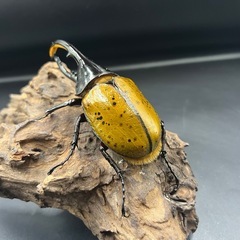 DHリッキー ♂単131mm ※送料事前連絡にて変更可 ※直接受け渡しに変更可の画像