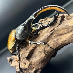DHリッキー ♂単131mm ※送料事前連絡にて変更可 ※直接受け渡しに変更可の画像